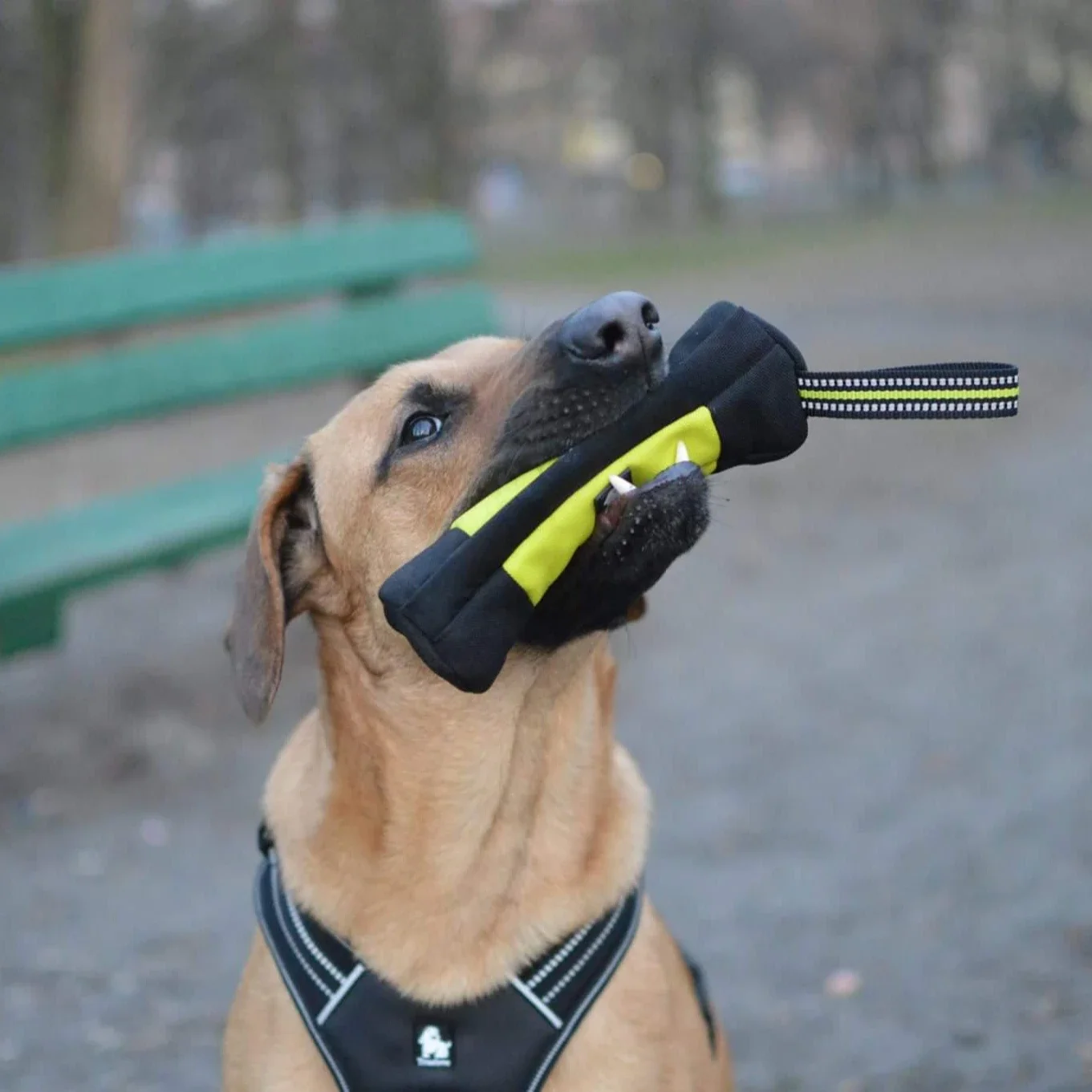 Truelove Dog Training Retrieve - Food Pouch Reusable ulasan dan harga
